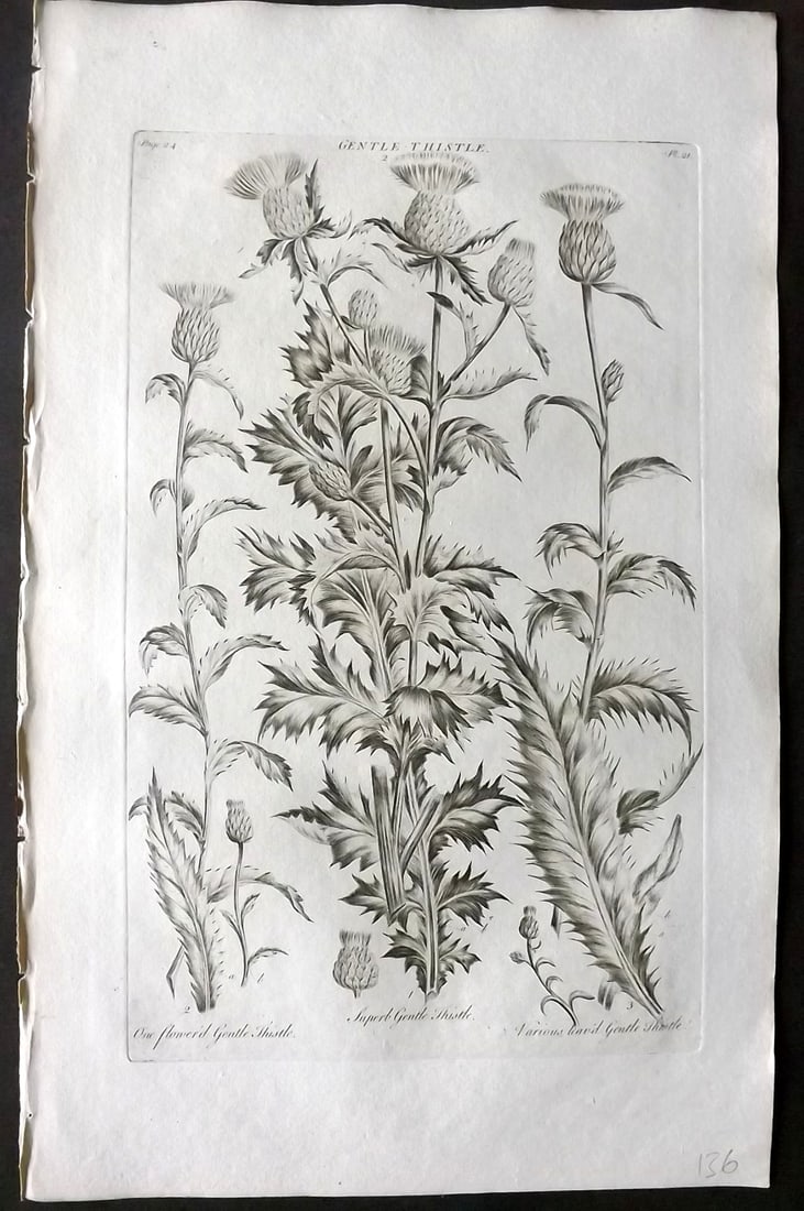 Hill, John 1760's LG Folio Botanical Print. Gentle Thistle 21 (1 of 1)