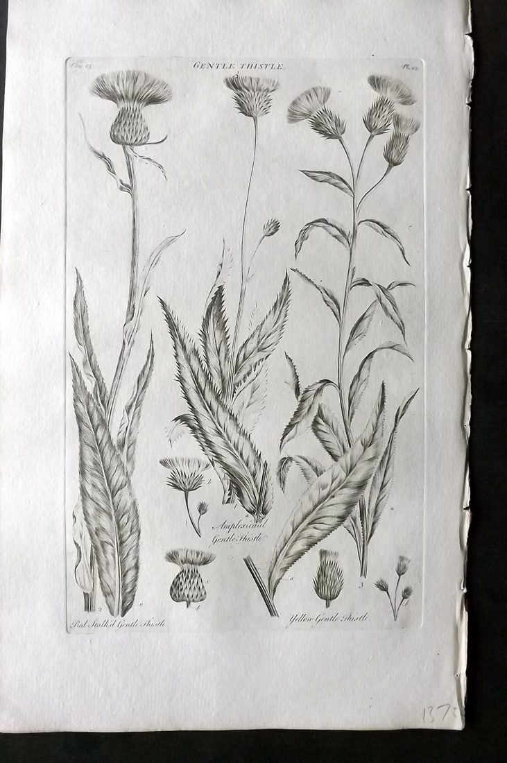 Hill, John 1760's LG Folio Botanical Print. Gentle Thistle 22 (1 of 1)