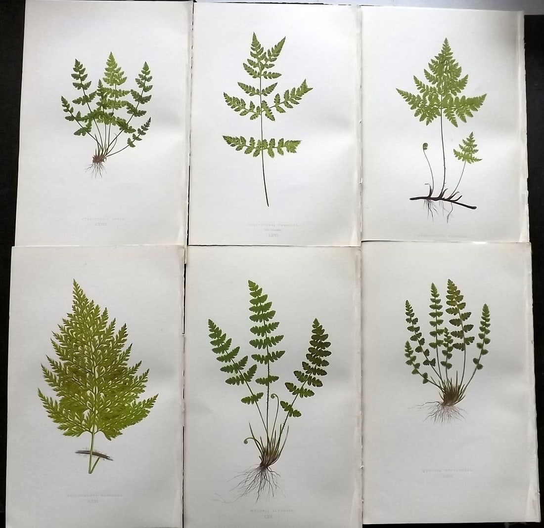 Lowe, Edward 1874 Lot of 6 Antique Fern Prints: Color Printed Woodblooks Published 1874, London for "Our Native Ferns..." by Edward Lowe. Paper Size: 9.5 x 6 inch (24 x 15cm) Good Condition