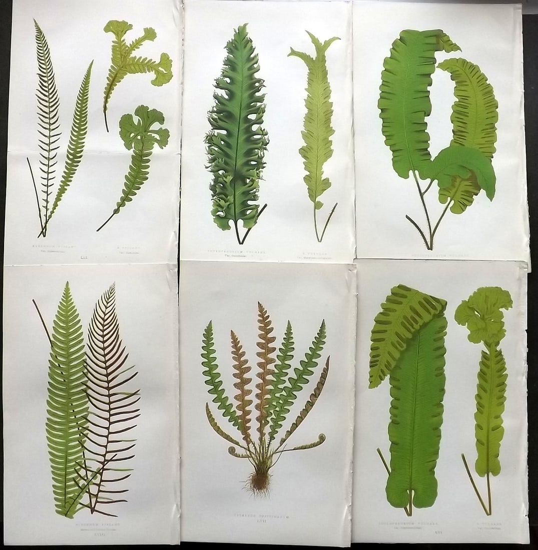 Lowe, Edward 1874 Lot of 6 Antique Fern Prints: Color Printed Woodblooks Published 1874, London for "Our Native Ferns..." by Edward Lowe. Paper Size: 9.5 x 6 inch (24 x 15cm) Good Condition