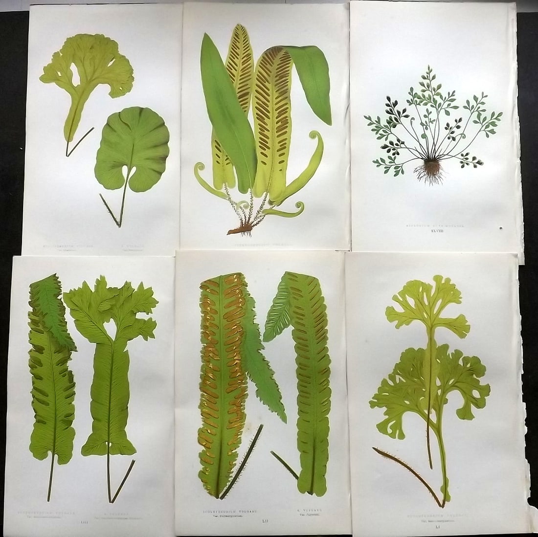 Lowe, Edward 1874 Lot of 6 Antique Fern Prints: Color Printed Woodblooks Published 1874, London for "Our Native Ferns..." by Edward Lowe. Paper Size: 9.5 x 6 inch (24 x 15cm) Good Condition