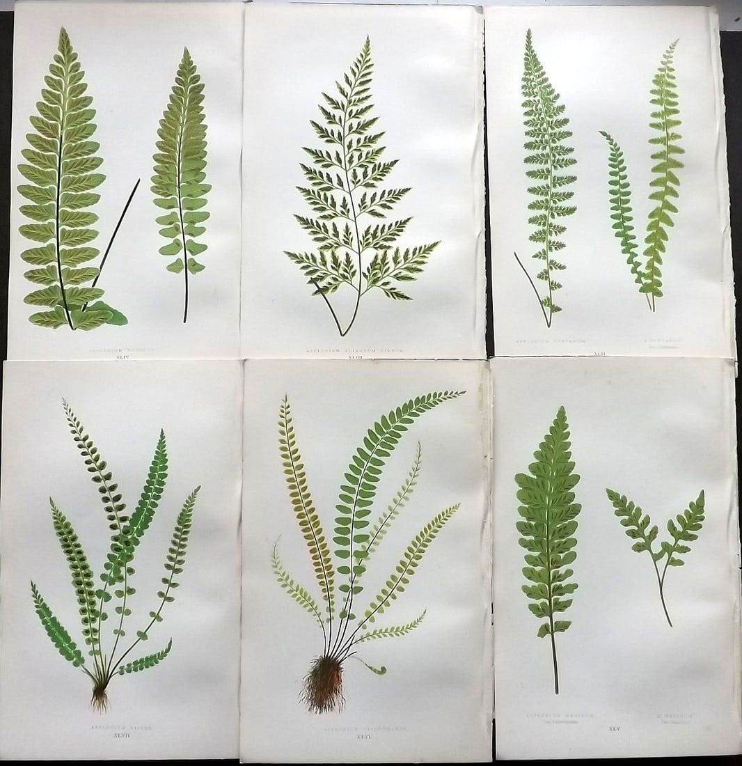 Lowe, Edward 1874 Lot of 6 Antique Fern Prints: Color Printed Woodblooks Published 1874, London for "Our Native Ferns..." by Edward Lowe. Paper Size: 9.5 x 6 inch (24 x 15cm) Good Condition