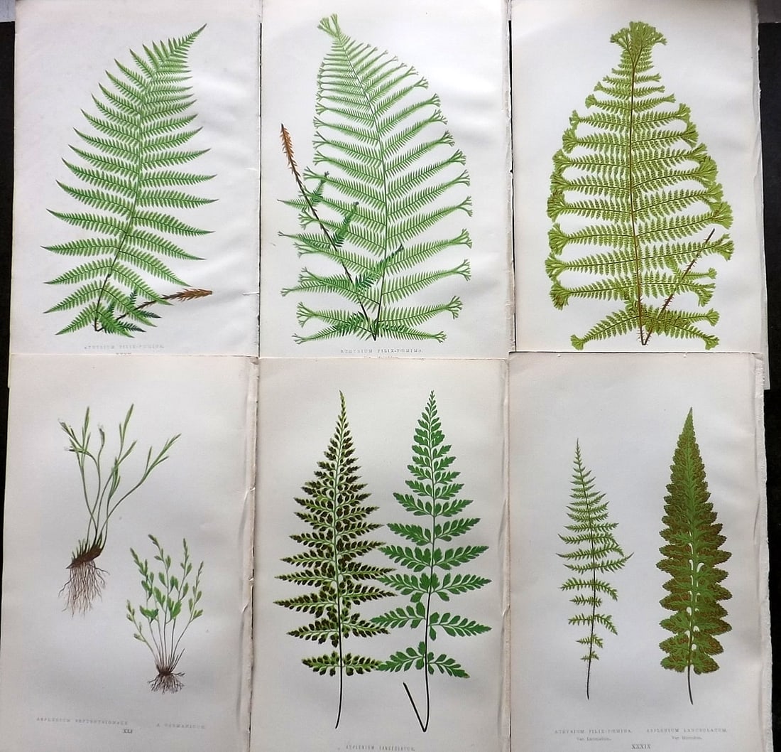 Lowe, Edward 1874 Lot of 6 Antique Fern Prints: Color Printed Woodblooks Published 1874, London for "Our Native Ferns..." by Edward Lowe. Paper Size: 9.5 x 6 inch (24 x 15cm) Good Condition