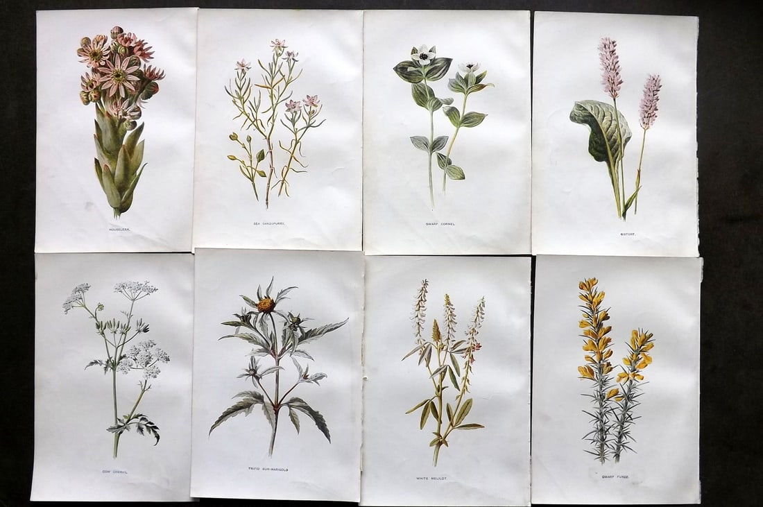 Hulme, Edward C1900 Lot of 8 Botanical Prints. Wild Flowers (1 of 1)
