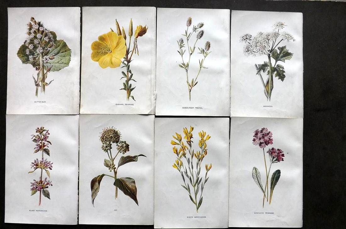 Hulme, Edward C1900 Lot of 8 Botanical Prints. Wild Flowers (1 of 1)