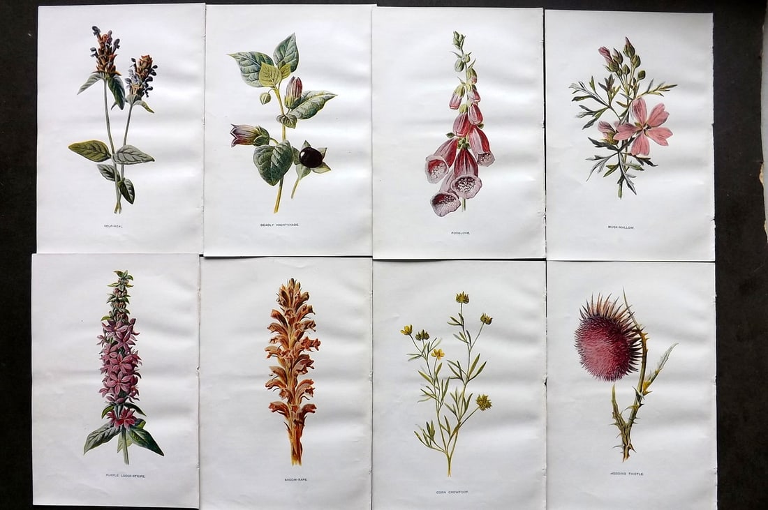 Hulme, Edward C1900 Lot of 8 Botanical Prints. Wild Flowers (1 of 1)