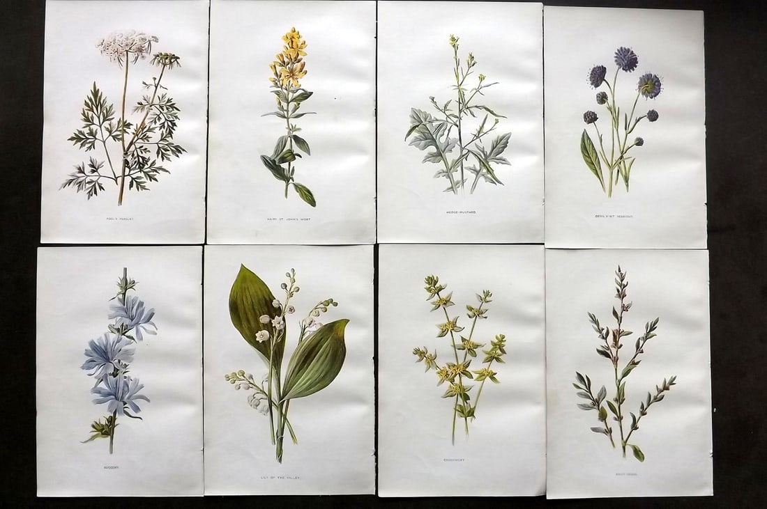 Hulme, Edward C1900 Lot of 8 Botanical Prints. Wild Flowers (1 of 1)