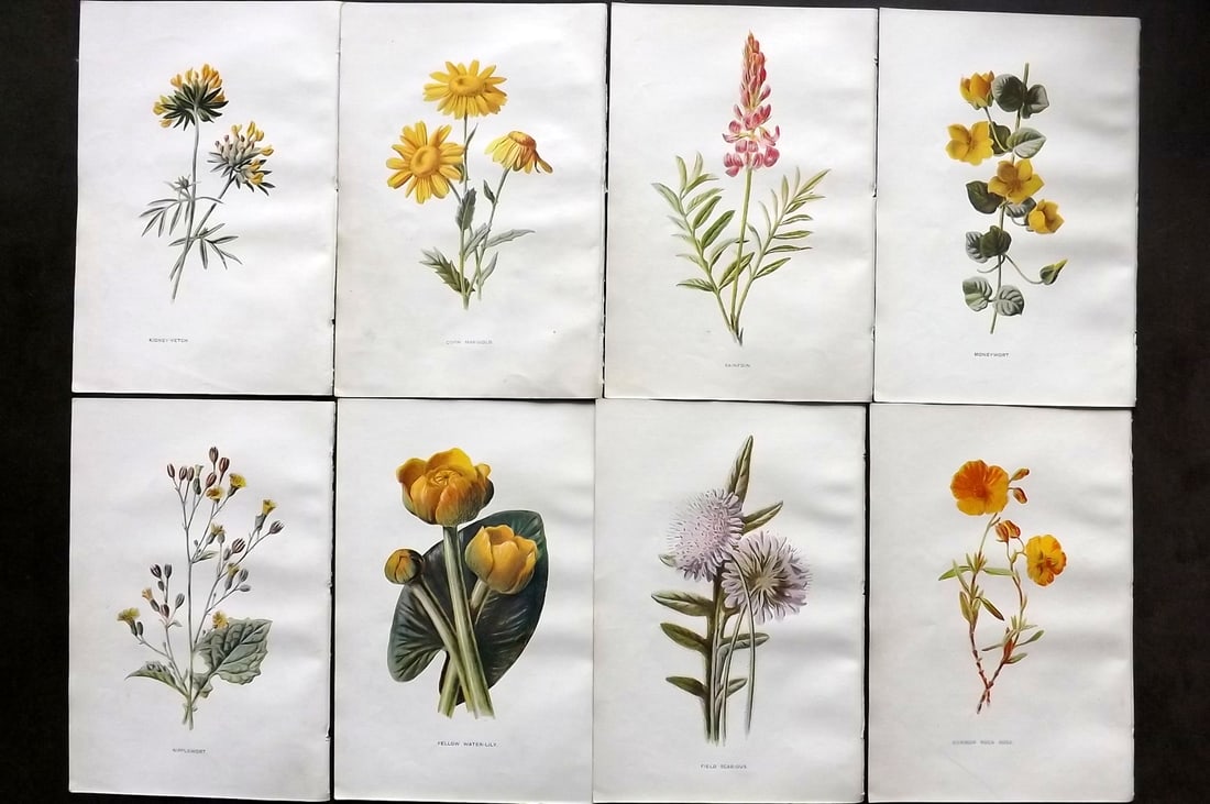 Hulme, Edward C1900 Lot of 8 Botanical Prints. Wild Flowers (1 of 1)