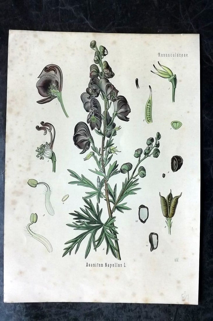 Kohler, Hermann 1887 Botanical Print. Aconitum Napellus: Chromolithograph Published 1887, Gera, Germany for "Kohler's Medizinal-Pflanzen?" by Hermann Adolph Kohler. Paper Size: 11 x 8 inch (28 x 20cm) Some toning present