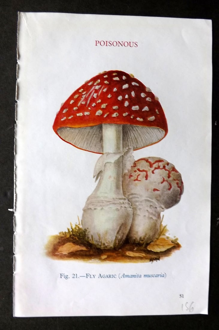 MAFF 1947 Mushroom Fungi Print. Fly Agaric 21 (1 of 1)