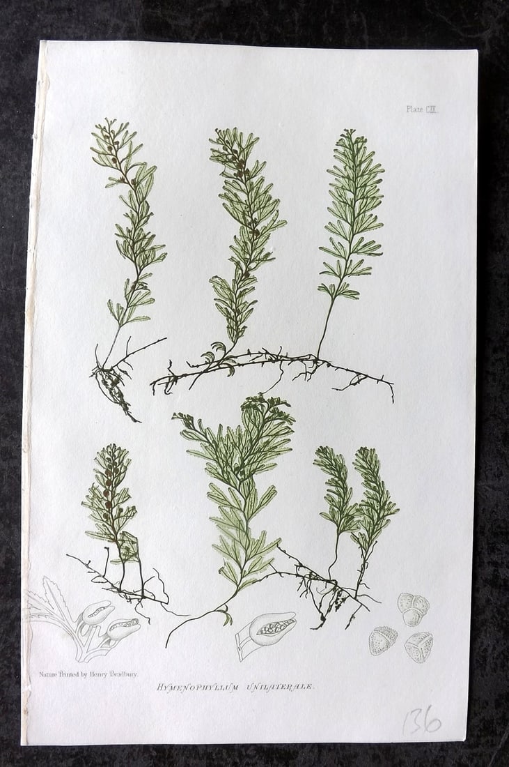 Moore & Bradbury 1860 Nature Printed Fern. Hymenophyllum Unilaterale 109: Antique Nature Printed Electrotype Published 1859-60 by Bradbury & Evans, London for "The Octavo Nature-Printed British Ferns" by Thomas Moore. Printed by Henry Bradbury. Paper Size: 9.5 x 6 inch (24