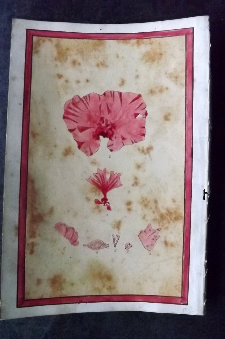Original Art C1875 Seaweed. Pink Seaweed Study: Pen, Ink and/or Watercolour Made in C1875, England for a privately created work on British Seaweeds by an unknown but Gifted Artist. On Chine-Colle type paper on heavier Wove. Paper Size: 10.5 x 7 inc