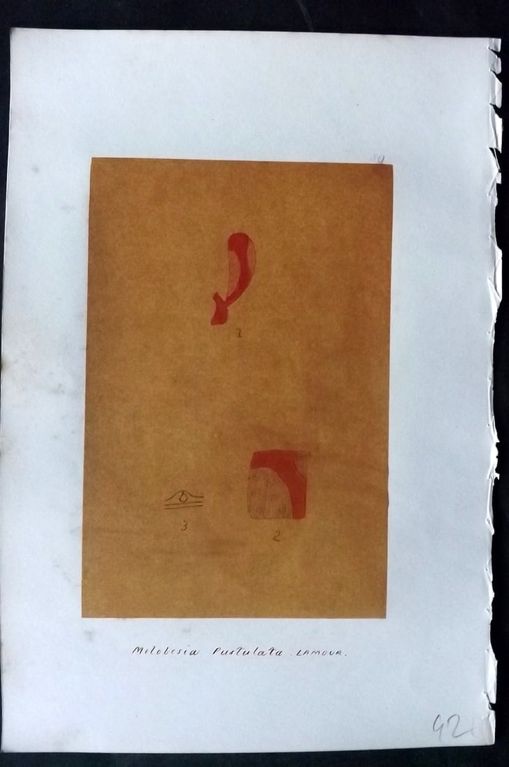 Original Art C1875 Seaweed. Melobesia Pustulata 59 (1 of 1)