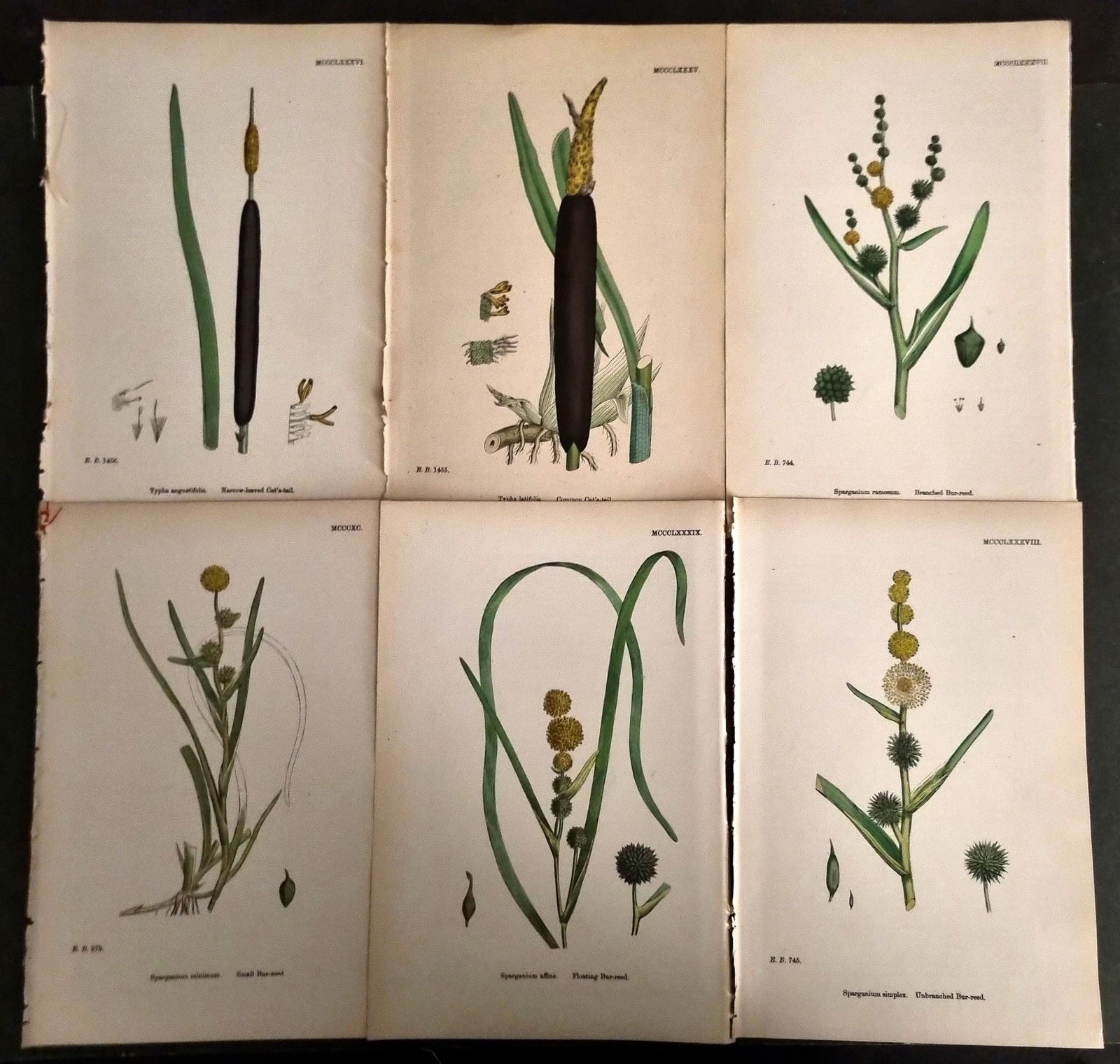 Sowerby, James C1870 Lot of 6 Antique Botanical Prints (1 of 1)