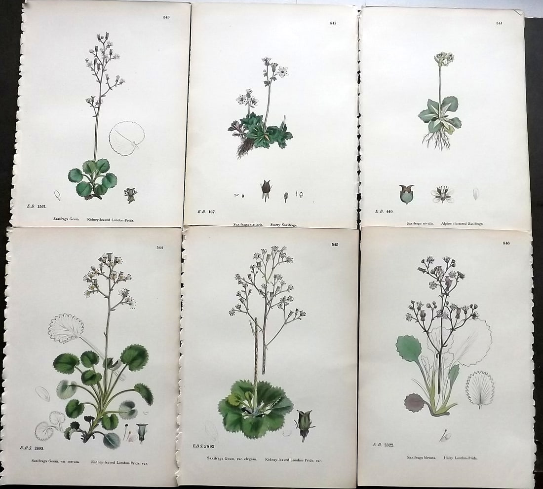 Sowerby, James C1870 Lot of 6 Antique Botanical Prints (1 of 1)