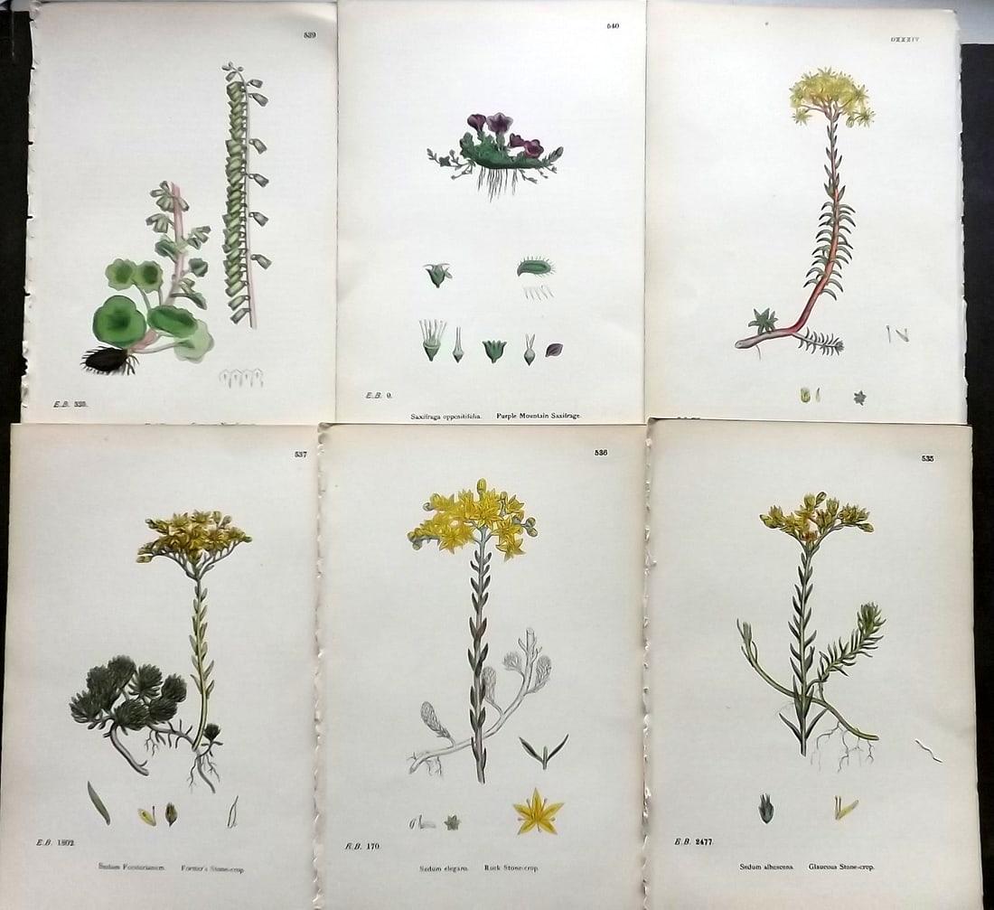 Sowerby, James C1870 Lot of 6 Antique Botanical Prints (1 of 1)