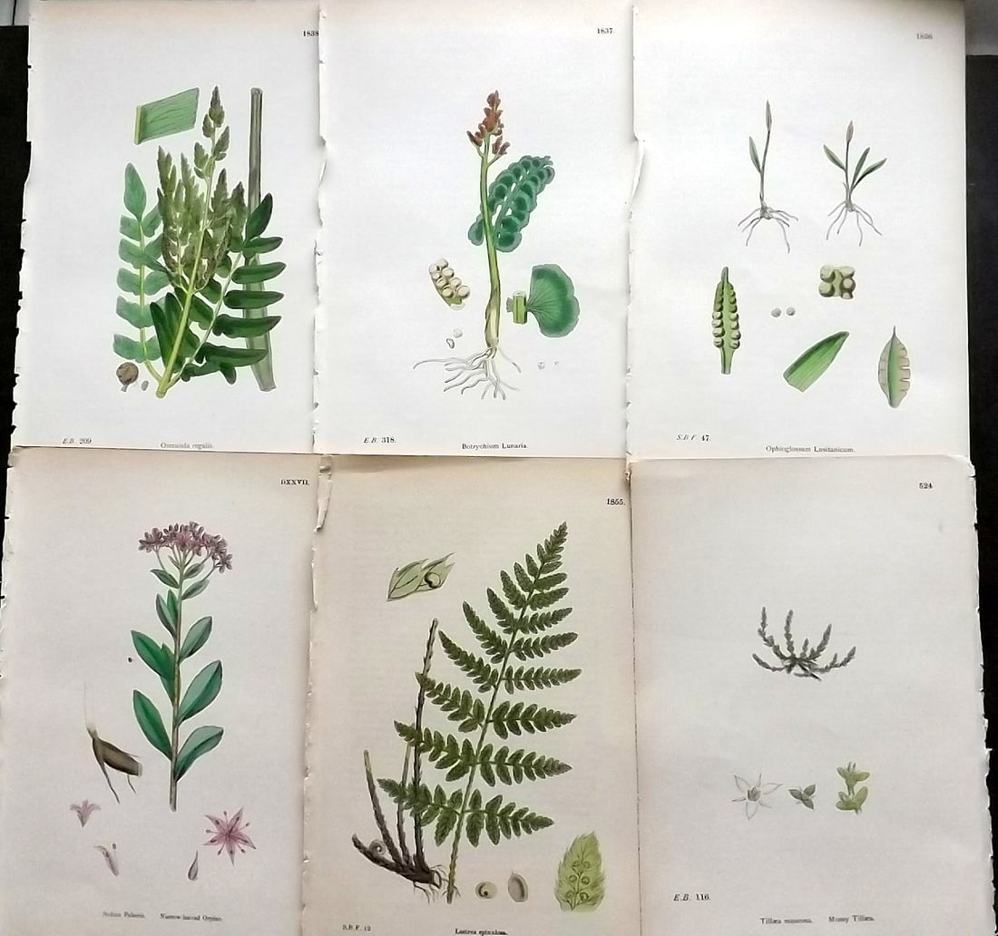 Sowerby, James C1870 Lot of 6 Antique Botanical Prints (1 of 1)