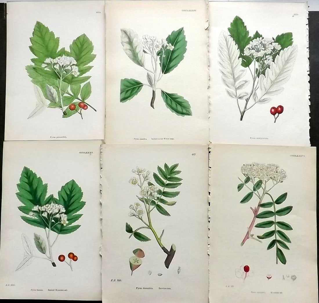 Sowerby, James C1870 Lot of 6 Antique Botanical Prints (1 of 1)