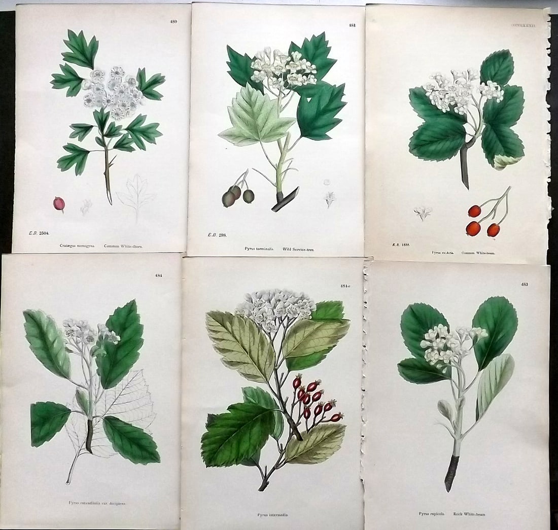 Sowerby, James C1870 Lot of 6 Antique Botanical Prints (1 of 1)