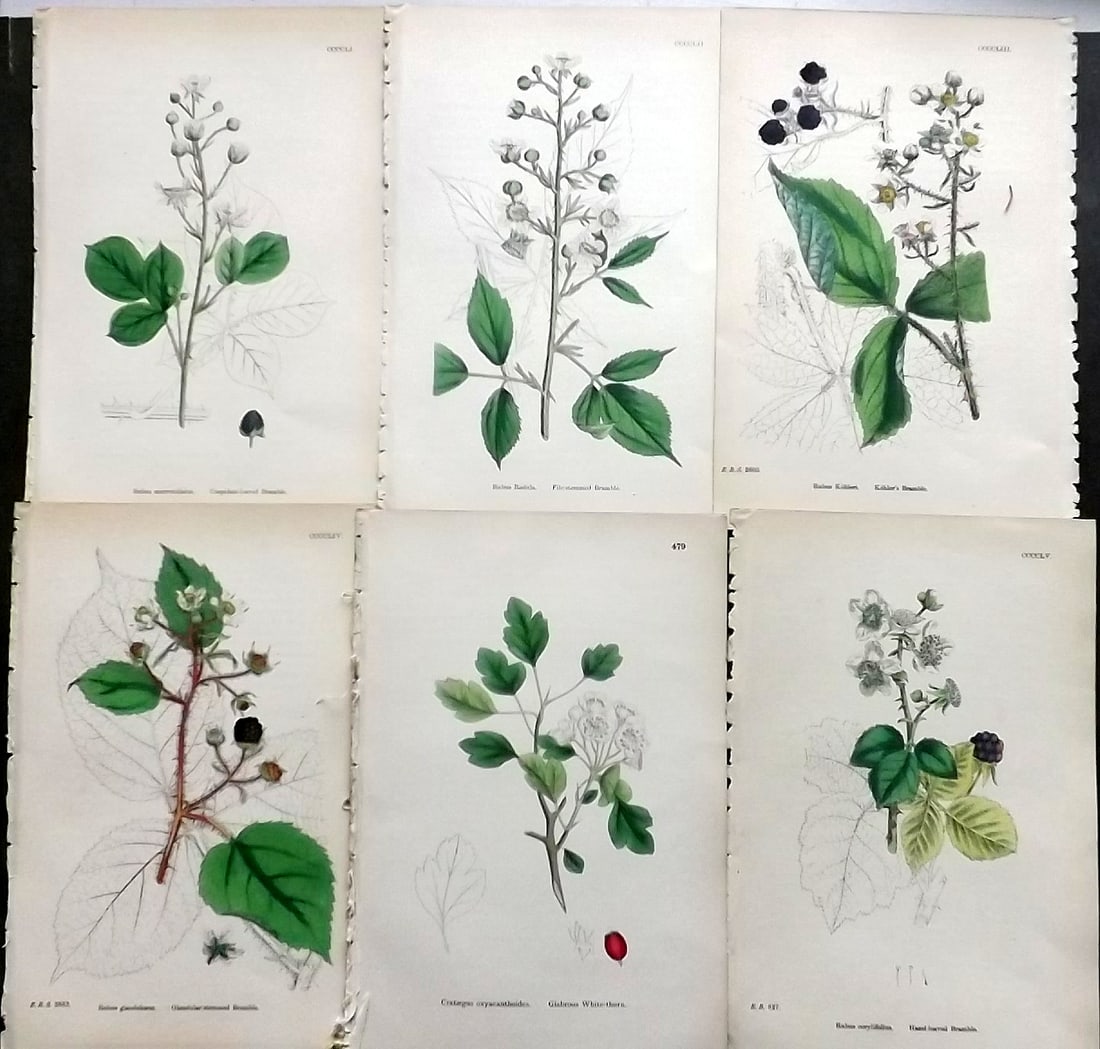 Sowerby, James C1870 Lot of 6 Antique Botanical Prints (1 of 1)
