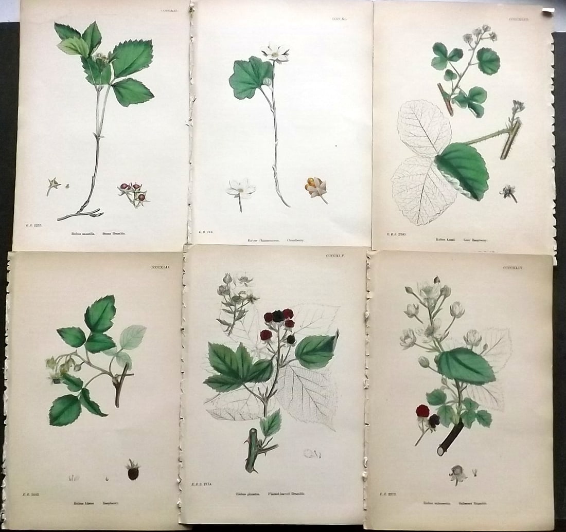 Sowerby, James C1870 Lot of 6 Antique Botanical Prints (1 of 1)