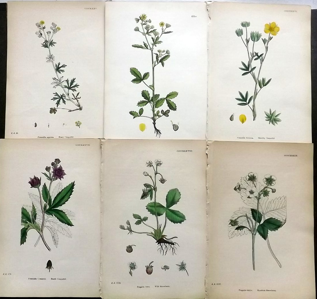 Sowerby, James C1870 Lot of 6 Antique Botanical Prints (1 of 1)