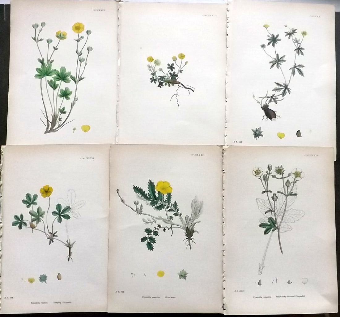 Sowerby, James C1870 Lot of 6 Antique Botanical Prints (1 of 1)