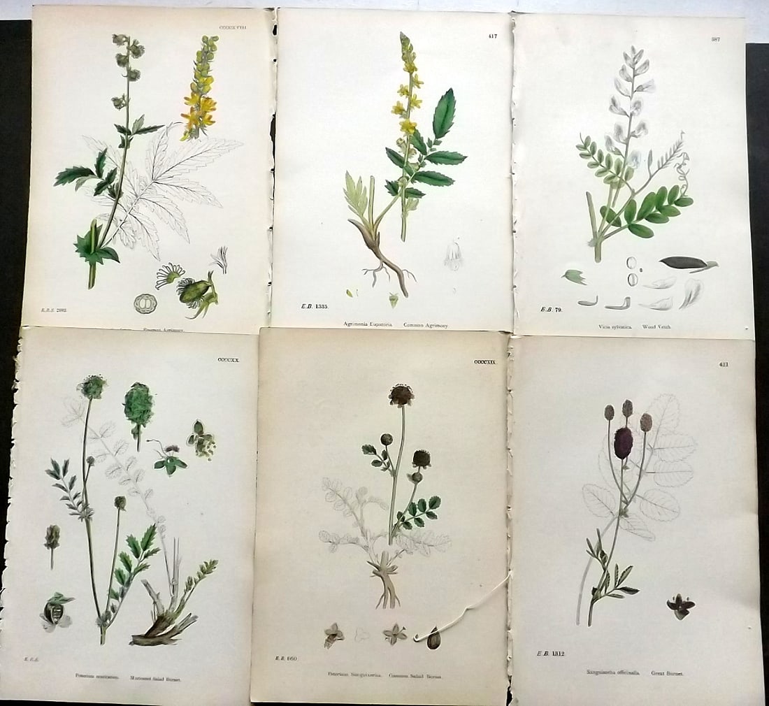 Sowerby, James C1870 Lot of 6 Antique Botanical Prints (1 of 1)