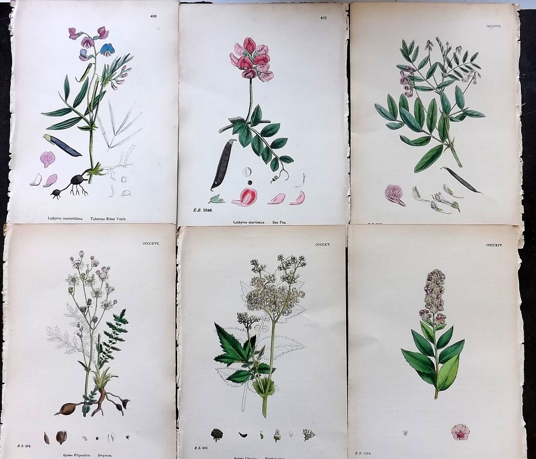 Sowerby, James C1870 Lot of 6 Antique Botanical Prints (1 of 1)