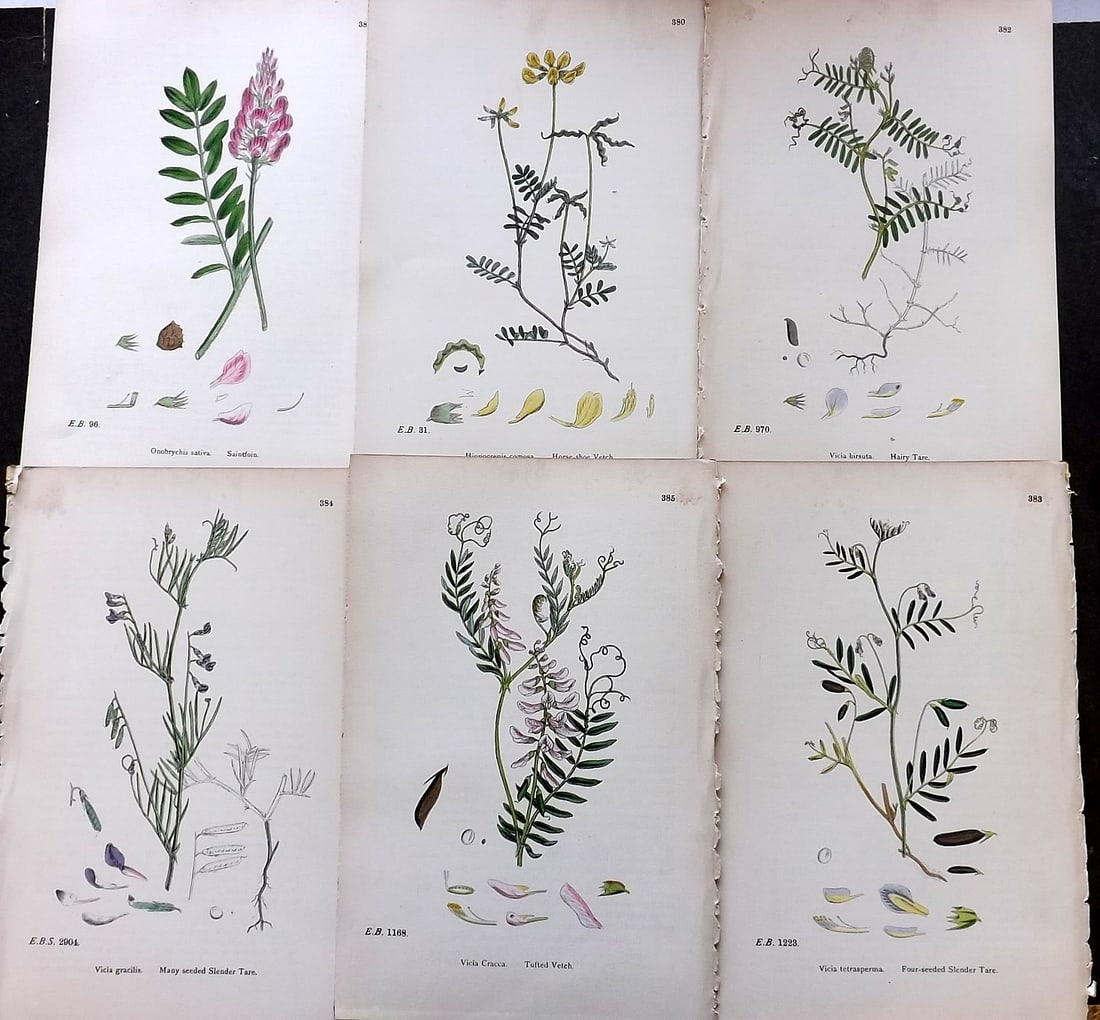 Sowerby, James C1870 Lot of 6 Antique Botanical Prints (1 of 1)