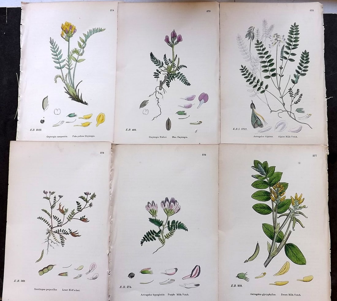 Sowerby, James C1870 Lot of 6 Antique Botanical Prints (1 of 1)