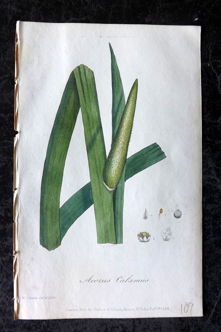Spratt, George 1829 Hand Col Botanical Print. Sweet Flag (1 of 1)