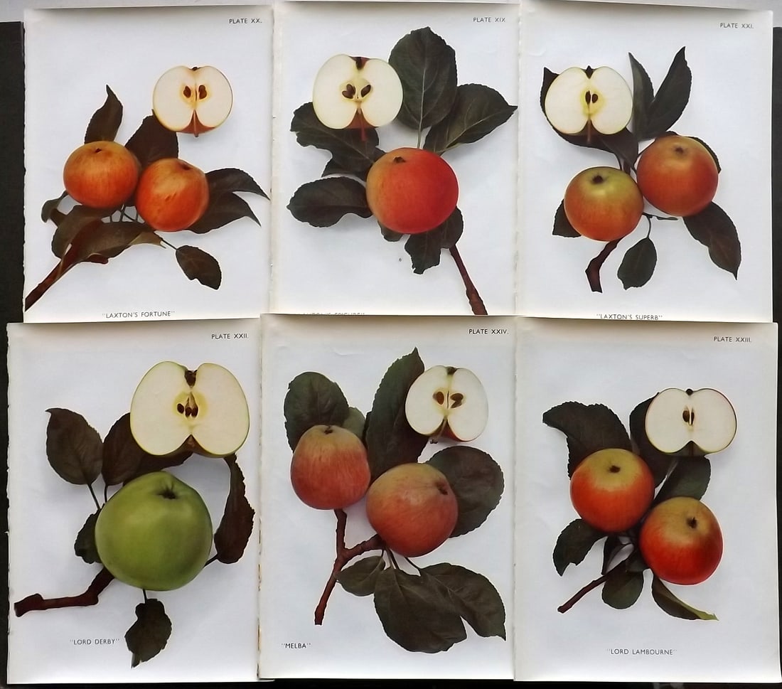 Taylor, H. V. 1948 Lot of 6 Vintage Fruit Prints. Apples (1 of 1)