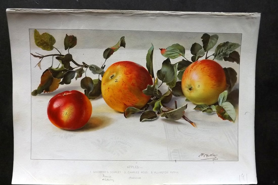 Thompson, Robert 1902 Fruit Print. Apples (1 of 1)