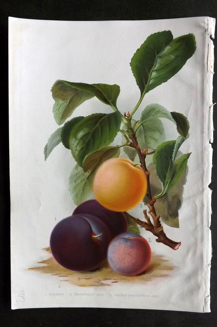 Thompson, Robert 1902 Fruit Print. Plums (1 of 1)