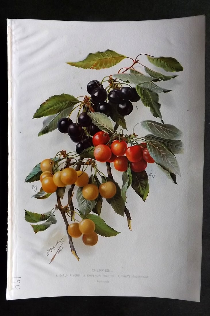 Thompson, Robert 1902 Fruit Print. Cherries (1 of 1)