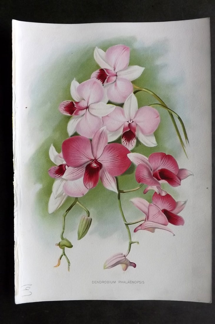 Thompson, Robert 1902 Fruit Print. Dendrobium Phalaenopsis Orchid (1 of 1)