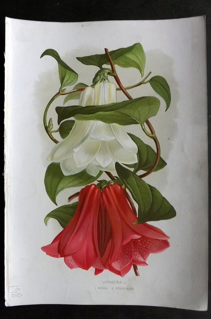 Thompson, Robert 1902 Fruit Print. Lapageria: Chromolithograph Published 1900-02, London for "The Gardener's Assistant..." by Robert Thompson. Paper Size: 10.5 x 7 inch (27 x 18cm) Good Condition