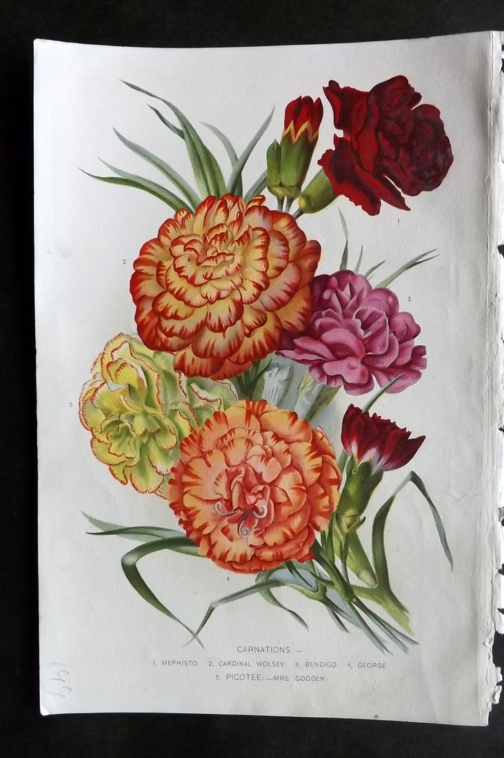 Thompson, Robert 1902 Fruit Print. Carnations: Chromolithograph Published 1900-02, London for "The Gardener's Assistant..." by Robert Thompson. Paper Size: 10.5 x 7 inch (27 x 18cm) Good Condition