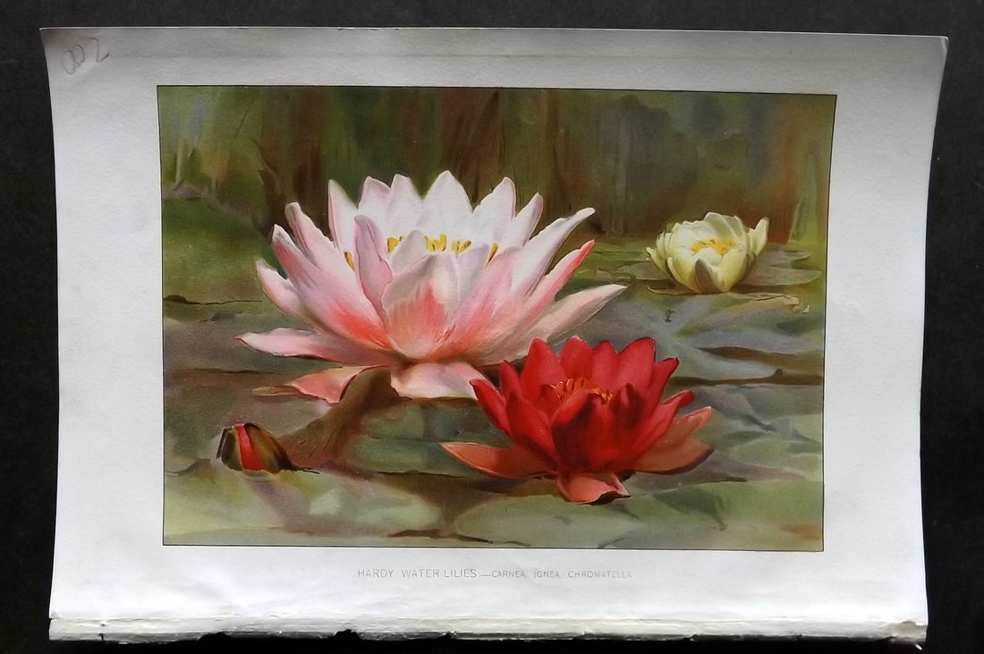 Thompson, Robert 1902 Fruit Print. Hardy Water Lilies: Chromolithograph Published 1900-02, London for "The Gardener's Assistant..." by Robert Thompson. Paper Size: 10.5 x 7 inch (27 x 18cm) Good Condition