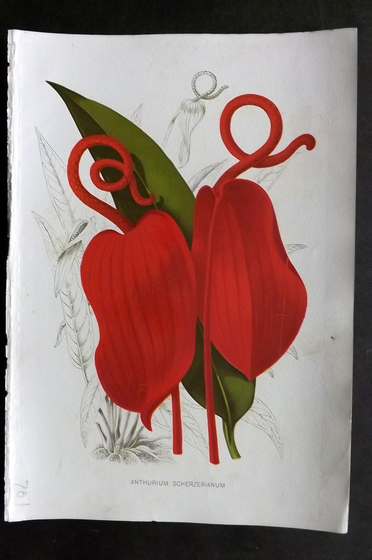 Thompson, Robert 1902 Fruit Print. Anthurium Scherzerianum: Chromolithograph Published 1900-02, London for "The Gardener's Assistant..." by Robert Thompson. Paper Size: 10.5 x 7 inch (27 x 18cm) Good Condition
