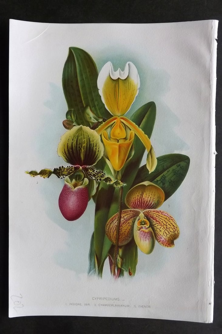 Thompson, Robert 1902 Fruit Print. Cypripediums Orchid (1 of 1)