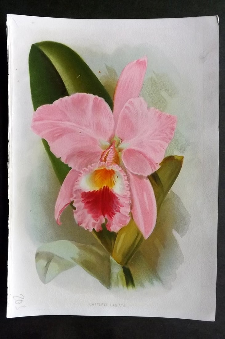 Thompson, Robert 1902 Fruit Print. Cattleya Labiata Orchid (1 of 1)
