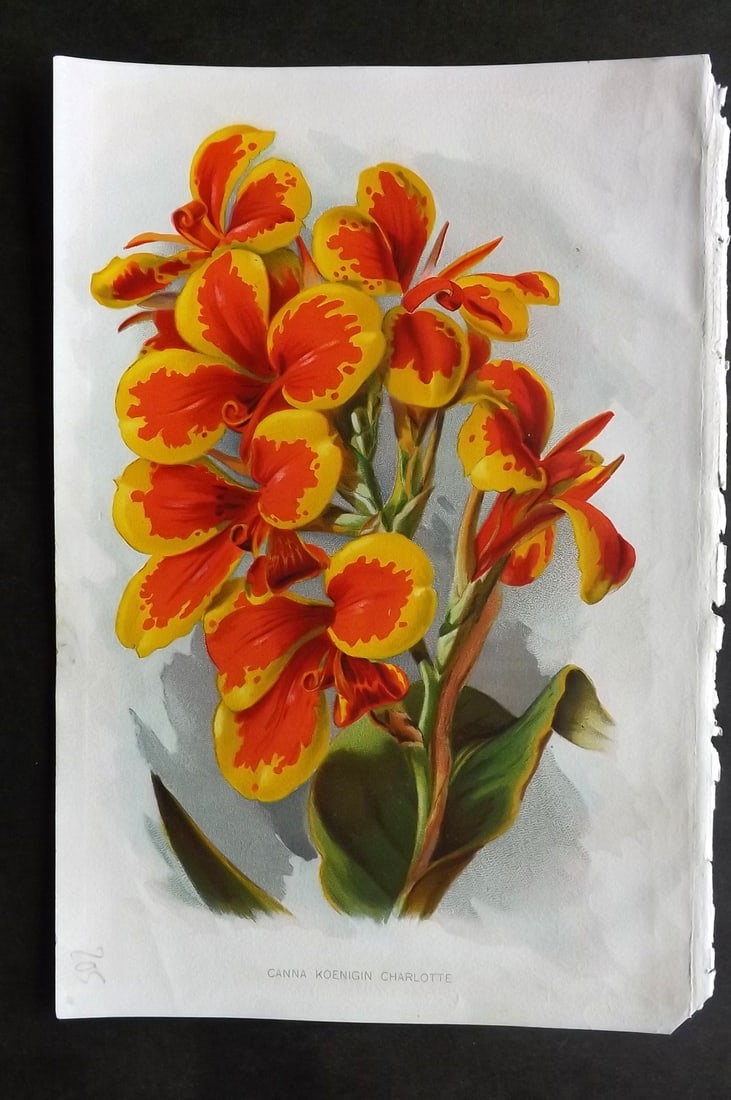 Thompson, Robert 1902 Fruit Print. Canna Koenigin Charlotte: Chromolithograph Published 1900-02, London for "The Gardener's Assistant..." by Robert Thompson. Paper Size: 10.5 x 7 inch (27 x 18cm) Good Condition