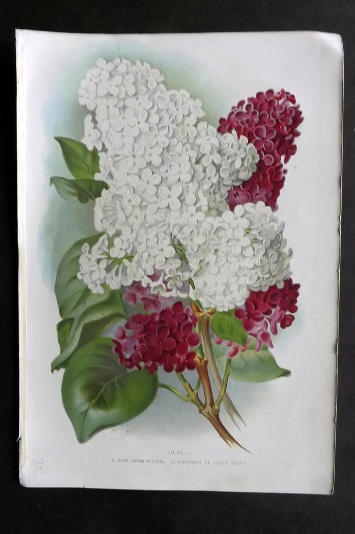 Thompson, Robert 1902 Fruit Print. Lilac: Chromolithograph Published 1900-02, London for "The Gardener's Assistant..." by Robert Thompson. Paper Size: 10.5 x 7 inch (27 x 18cm) Good Condition