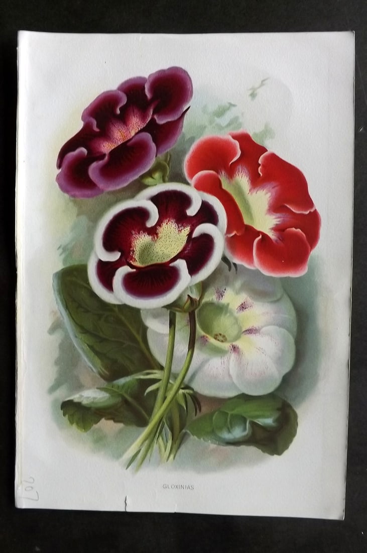 Thompson, Robert 1902 Fruit Print. Gloxinias: Chromolithograph Published 1900-02, London for "The Gardener's Assistant..." by Robert Thompson. Paper Size: 10.5 x 7 inch (27 x 18cm) Good Condition