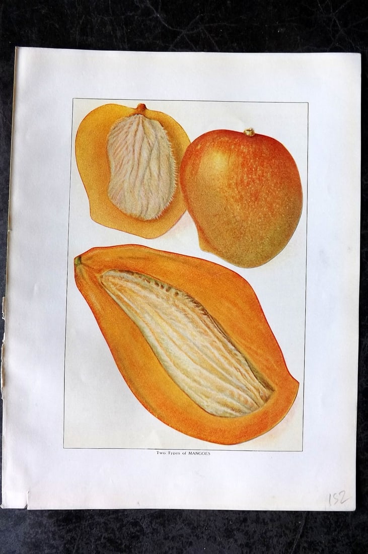 Ward, Artemas 1911 Antique Fruit Print. Two Types of Mangos (1 of 1)