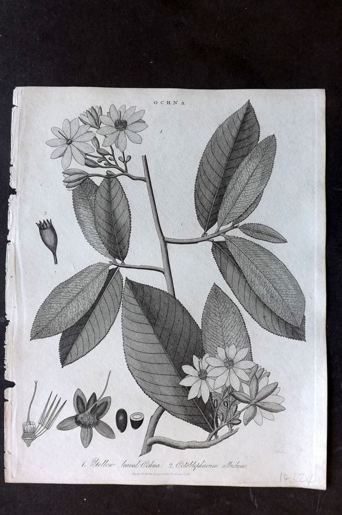 Wilkes, John 1813 Antique Botanical Print. Yellow Leaved Ochna, Octobleparum Allidum (1 of 1)