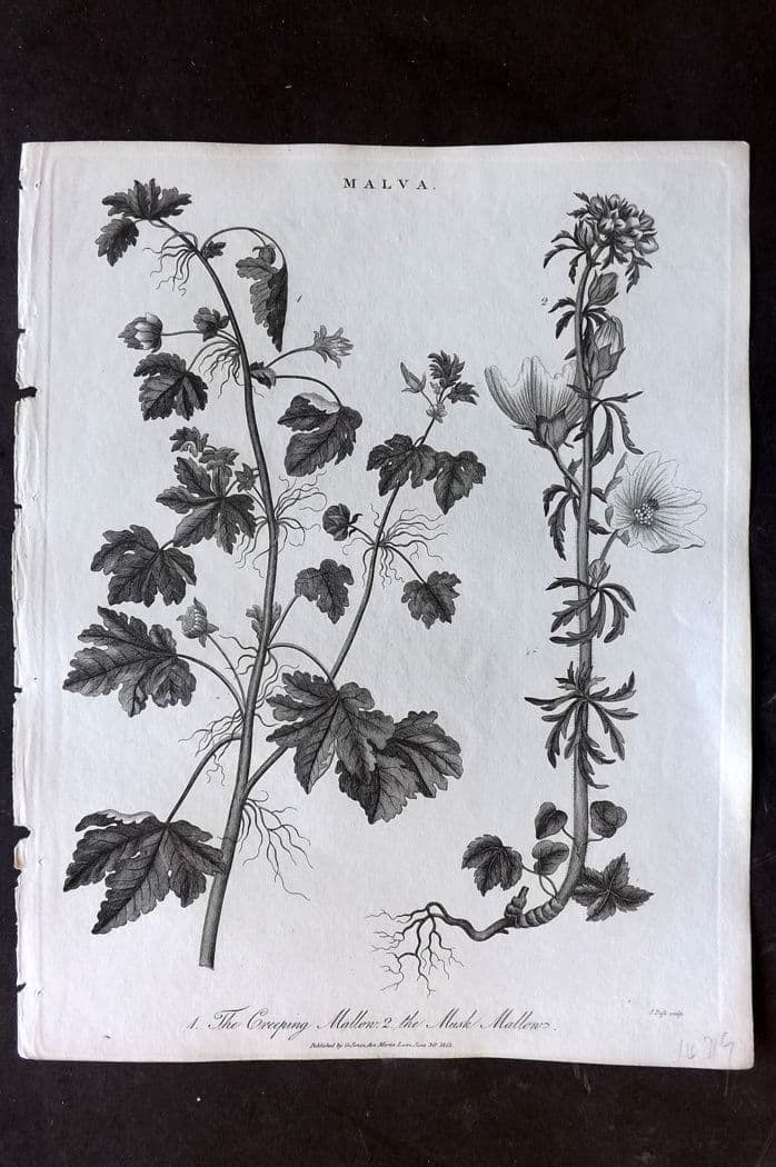 Wilkes, John 1815 Antique Botanical Print. Creeping Mallow, Musk Mallow (1 of 1)