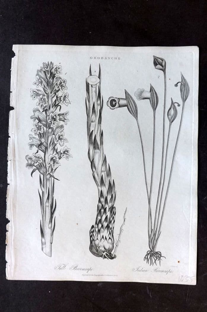 Wilkes, John 1820 Antique Botanical Print. Tall Broomrape, Indian Broomrape (1 of 1)